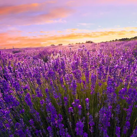 In - Balaton 54365 *